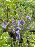 Duranta erecta 'Variegata' (Variegated Skyflower)