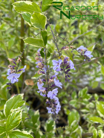 skyflower phylum hanging plant Duranta erecta 'Variegata' (Variegated Skyflower) – Ricardo's Nursery