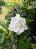 Gardenia jasminoides 'August Beauty'