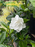 Gardenia jasminoides 'August Beauty'