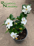 Gardenia jasminoides 'Kleim's Hardy'