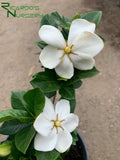 Gardenia jasminoides 'Kleim's Hardy'