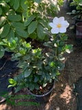 Gardenia jasminoides 'Kleim's Hardy'