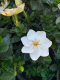 Gardenia jasminoides 'Kleim's Hardy'