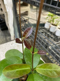 Hoya australis  (Wax Vine)