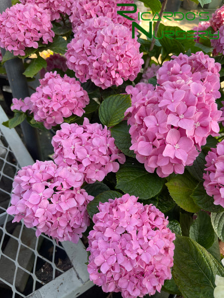 Hydrangea macrophylla Pink (Pink Mophead Hydrangea) – Ricardo's Nursery