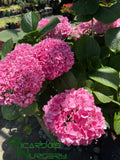 Hydrangea macrophylla Pink (Pink Mophead Hydrangea)