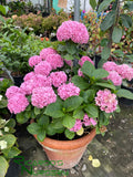 Hydrangea macrophylla Pink (Pink Mophead Hydrangea)