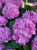 Hydrangea macrophylla Pink (Pink Mophead Hydrangea)