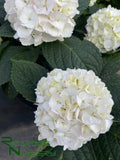 Hydrangea macrophylla White (White Mophead Hydrangea)