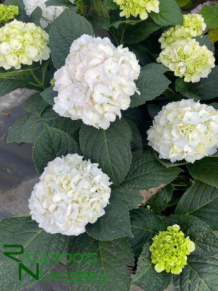 Hydrangea macrophylla White (White Mophead Hydrangea) – Ricardo's Nursery