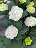 Hydrangea macrophylla White (White Mophead Hydrangea)