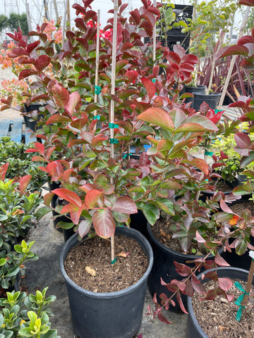 Lagerstroemia Dynamite Red  (Dynamite Red Crape Myrtle)