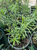 Asclepias fascicularis ( Narrowleaf Milkweed)