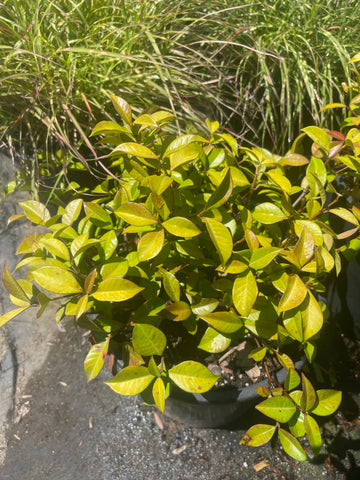 Trachelospermum asiaticum (asian Jasmine)