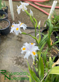 Iris 'Nada'