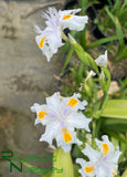 Iris 'Nada'