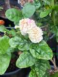 Jasminum sambac 'Grand Duke'  (Grand Duke Arabian Jasmine)