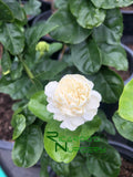 Jasminum sambac 'Grand Duke'  (Grand Duke Arabian Jasmine)