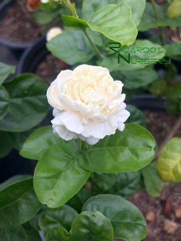 Jasminum sambac 'Grand Duke'  (Grand Duke Arabian Jasmine)