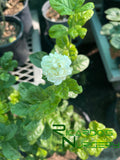 Jasminum sambac 'Grand Duke'  (Grand Duke Arabian Jasmine)