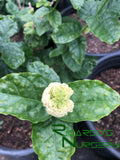 Jasminum sambac 'Grand Duke'  (Grand Duke Arabian Jasmine)