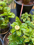 Jasminum sambac 'Grand Duke'  (Grand Duke Arabian Jasmine)