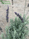 Lavandula x ginginsii 'Goodwin Creek Gray' (Goodwin Creek Gray Lavender)