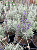 Lavandula x ginginsii 'Goodwin Creek Gray' (Goodwin Creek Gray Lavender)