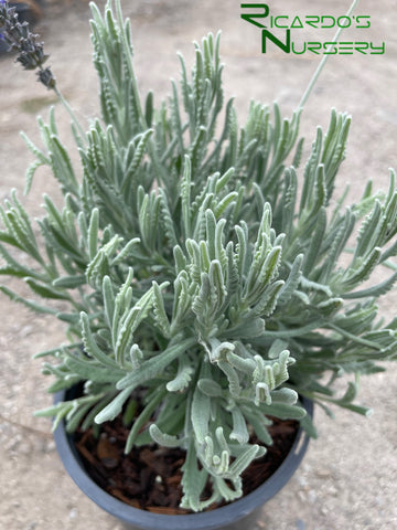 goodwin creek lavender plant Lavandula x ginginsii 'Goodwin Creek Gray' (Goodwin Creek Gray Lavende – Ricardo's Nursery