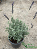 Lavandula x ginginsii 'Goodwin Creek Gray' (Goodwin Creek Gray Lavender)