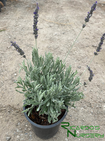 goodwin creek grey lavender plants Lavandula x ginginsii 'Goodwin Creek Gray' (Goodwin Creek Gray Lavende – Ricardo's Nursery