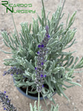 Lavandula x ginginsii 'Goodwin Creek Gray' (Goodwin Creek Gray Lavender)