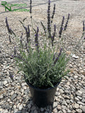 Lavandula x ginginsii 'Goodwin Creek Gray' (Goodwin Creek Gray Lavender)