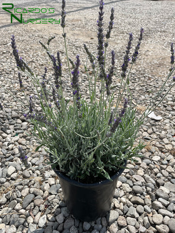 goodwin creek lavender plant Lavandula x ginginsii 'Goodwin Creek Gray' (Goodwin Creek Gray Lavende – Ricardo's Nursery