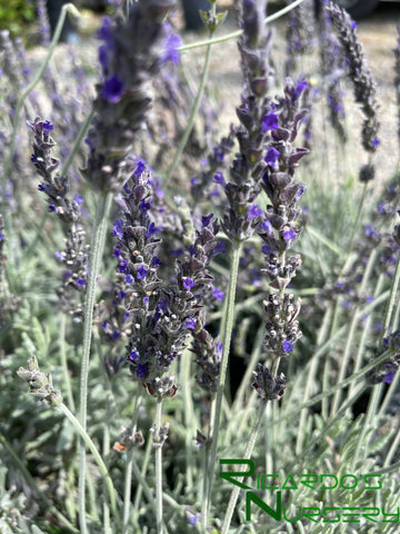 goodwin creek grey lavender seeds Lavandula x ginginsii 'Goodwin Creek Gray' (Goodwin Creek Gray Lavende – Ricardo's Nursery