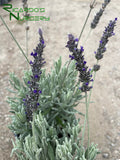 Lavandula x ginginsii 'Goodwin Creek Gray' (Goodwin Creek Gray Lavender)