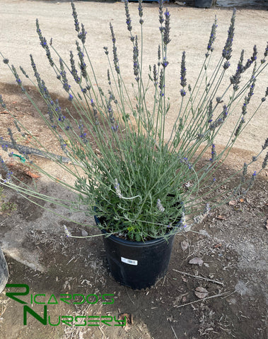 lavender plants for sale california Lavandula heterophylla (Sweet Lavender) – Ricardo's Nursery