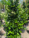 Ligustrum japonicum 'Texanum'  (Waxleaf Privet/ Texas Privet)