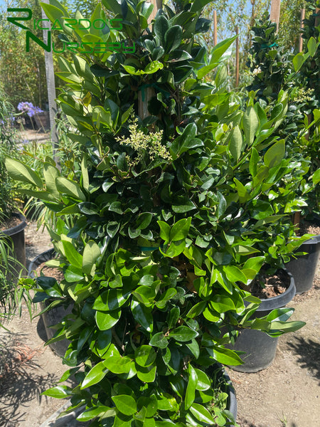 texas liguster Ligustrum japonicum 'Texanum' (Waxleaf Privet/ Texas Privet) – Ricardo's  Nursery