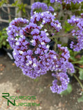 Limonium perezii (Statice/ Sea Lavender)