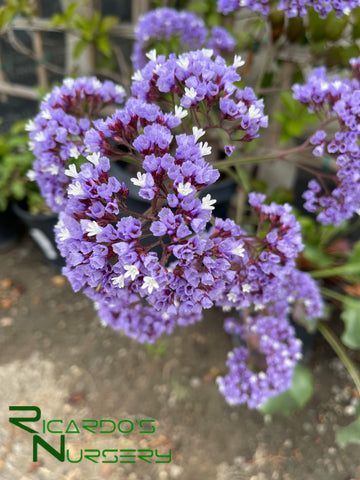 perez's sea lavender plants for sale Limonium perezii (Statice/ Sea Lavender) – Ricardo's Nursery