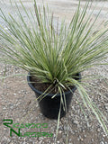 Lomandra Platinum Beauty