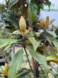 Magnolia grandiflora 'Little Gem'  (Little Gem Dwarf Southern Magnolia)