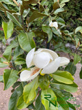 Magnolia grandiflora 'Little Gem'  (Little Gem Dwarf Southern Magnolia)