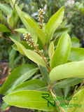 Nance (Seedling) - Byrsonima crassifolia