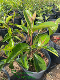 Nance (Seedling) - Byrsonima crassifolia