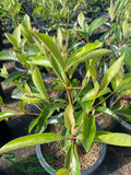 Nance (Seedling) - Byrsonima crassifolia