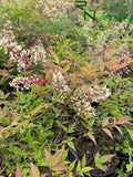 Nandina domestica (Heavenly Bamboo)