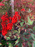 Nandina domestica (Heavenly Bamboo)